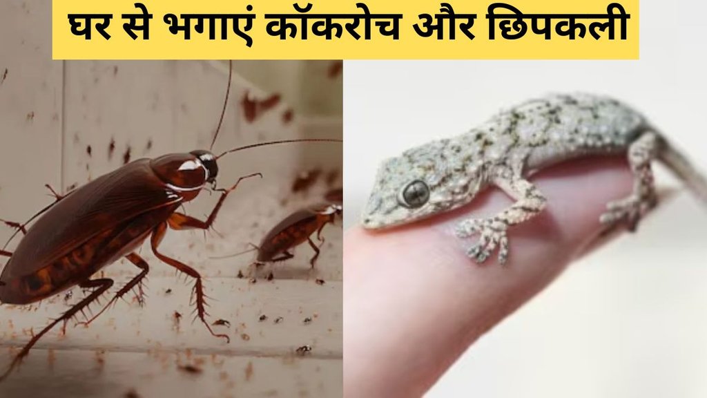 Cockroaches and Lizard
