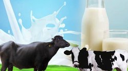 Cow vs Buffalo Milk: गाय या फिर भैंस, किसका दूध बॉडी पर करता है अमृत की तरह असर, जानिए