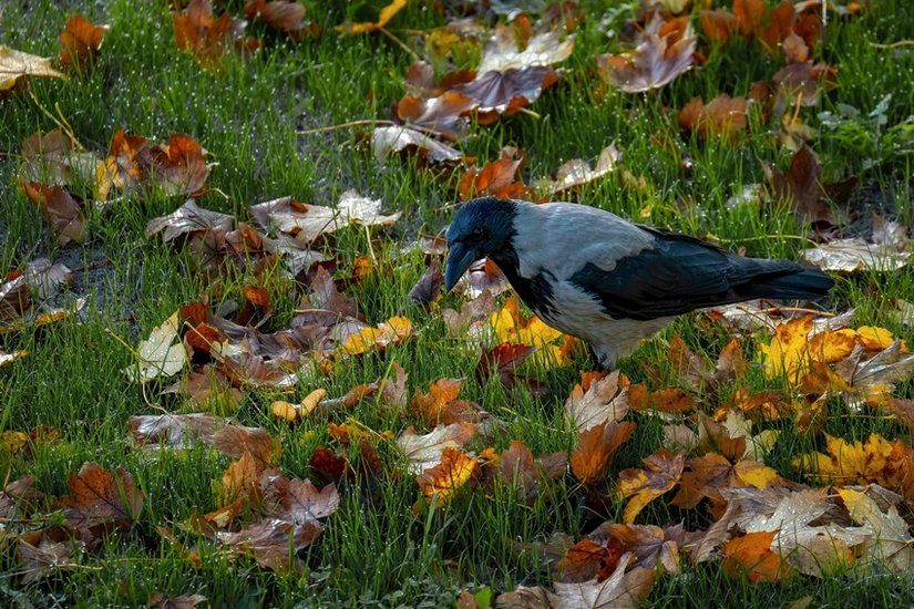 Crows attack humans