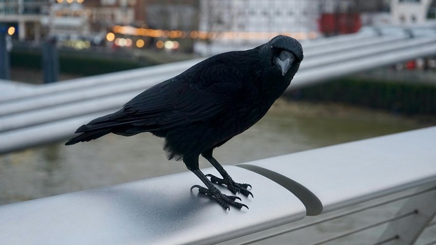 Crows hold grudges