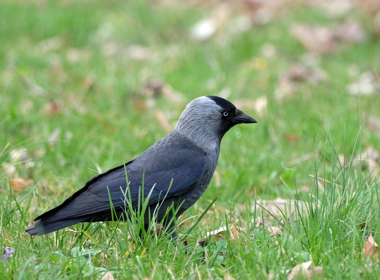Crows recognize faces