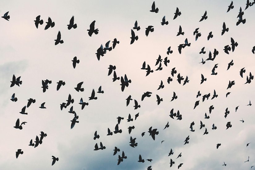 Crows remember enemies for years