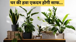 बढ़ते प्रदूषण के बीच घर की हवा को नेचुरल तरीके से करें साफ, यहां से नोट कर लें बेस्ट Indoor Plants के नाम