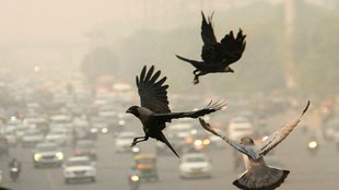 Delhi Pollution, Delhi NCR Weather and AQI Update Today: