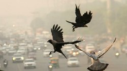 दिल्ली की हवा बनी जानलेवा! दिवाली के बाद बढ़ी मुश्किलें, जानें आपके इलाके का AQI कितना खतरनाक?