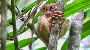 Fascinating animal eye adaptations