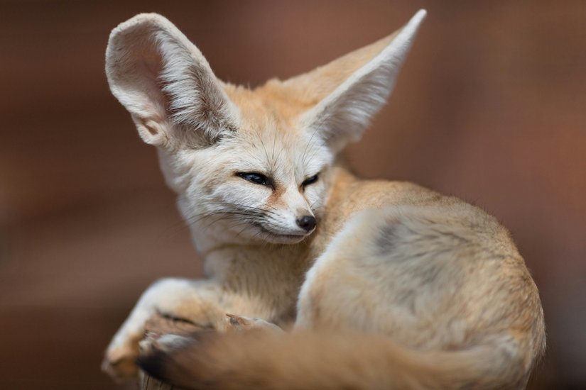 Fennec Foxes