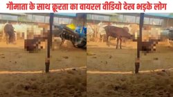 संभल : गाय को ट्रेक्टर से बांधकर घसीटा, Video Viral होने पर मचा बवाल, प्रधान समेत चार लोगों के खिलाफ मामला दर्ज