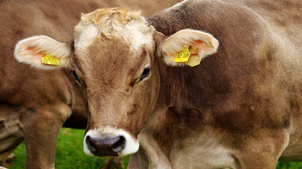Cow Slaughter in Gujarat| Cow Stolen| Cow Slaughter