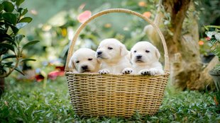 meerut| Meerut Puppies| Meerut Puppies Killed