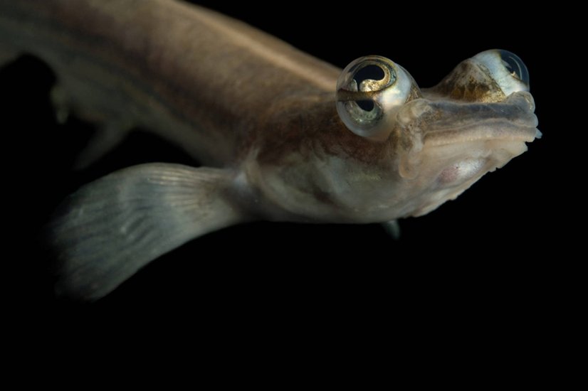 A four-eyed fish (Anableps) 
