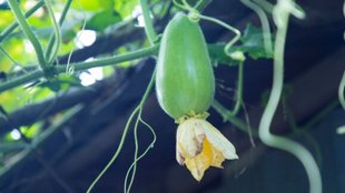 Gardening Tips । Bottle Gourd । Tips to grow Bottle Gourd