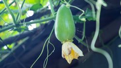 Gardening Tips: छोटे गमले में घर पर ही कैसे उगाएं लौकी? ये टिप्स करेंगे आपकी मदद; पैदावार होगी दोगुनी