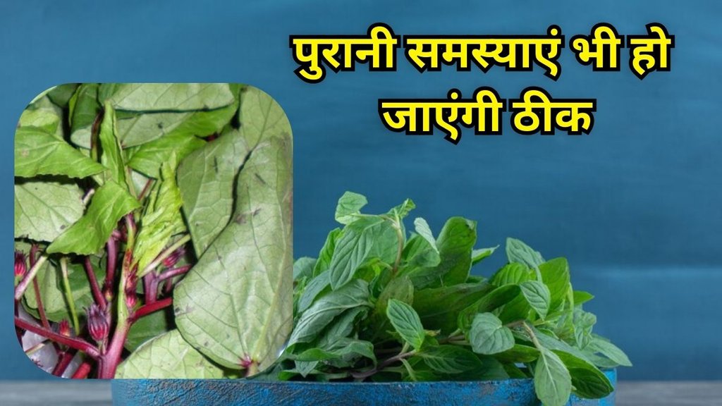 Gongura Benefits: गोंगुरा के फायदे