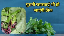 इस हरी पत्तेदार सब्जी से Diabetes होगा कंट्रोल, भर-भर कर खाने से 4 बीमारियों को कहेंगे अलविदा, कमजोरी भी हो जाएगी दूर