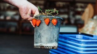 Growing fresh strawberries at home