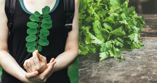 Health benefits of green leaves