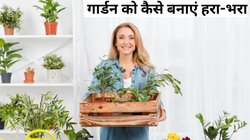 Home Gardening Tips: घर पर कर रहे गार्डनिंग तो रखें इन बातों का रखें ध्यान, पौधा हरदम रहेगा हरा-भरा