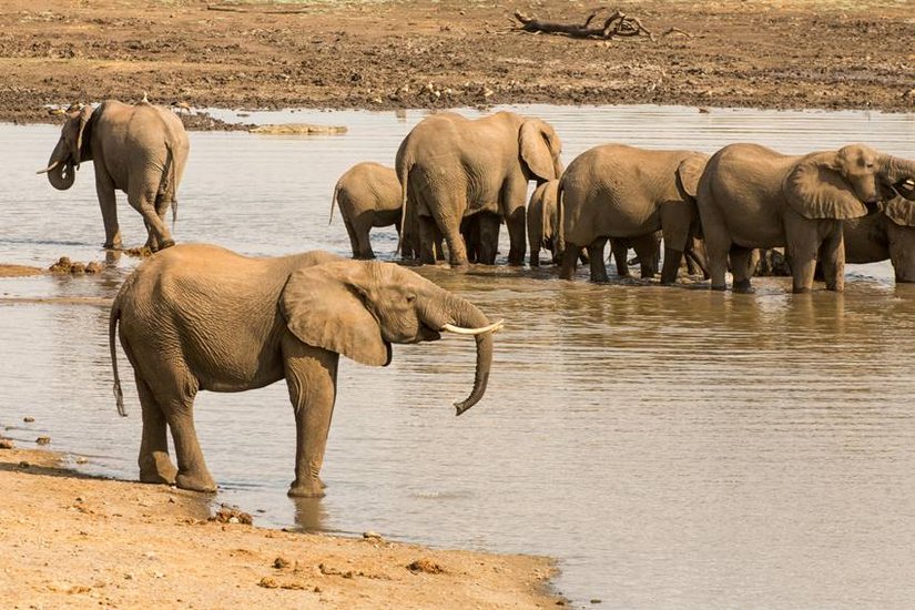 elephant eat in a day