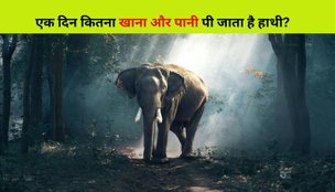 How much food does an elephant eat in a day