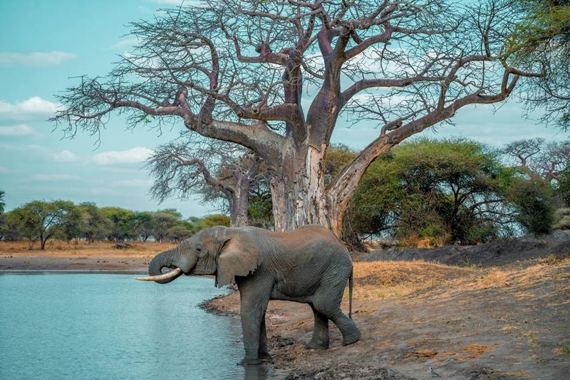 Elephant Drink Water more than 200 liters in less than 5 minutes