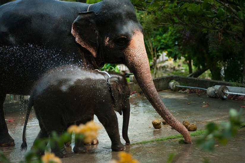 elephants interesting facts