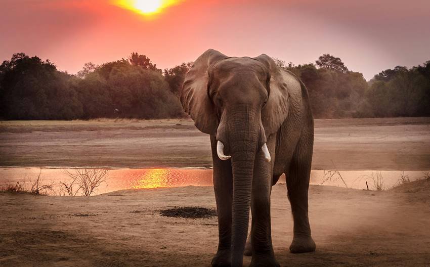 Elephants Facts