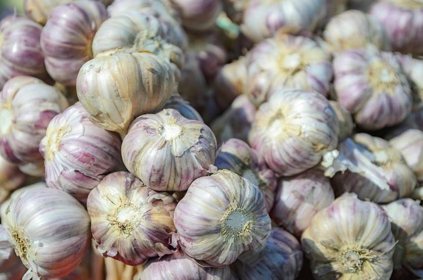 fake and adulterated garlic