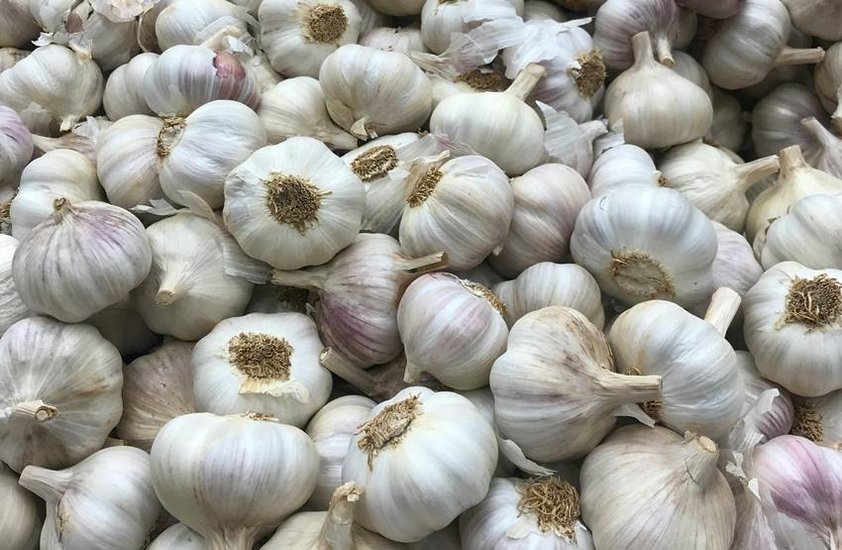 adulteration garlic