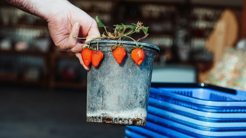 How to grow strawberries at home