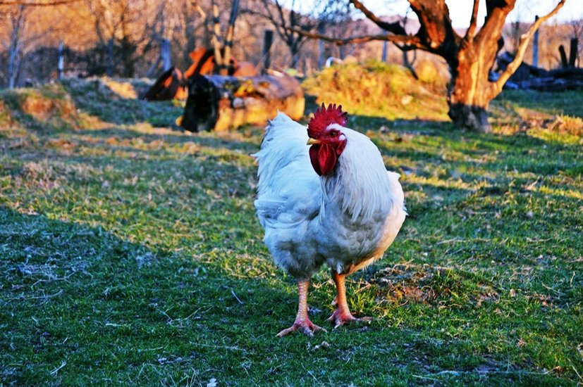 Indonesia chicken farming