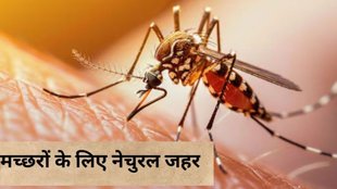 Japanese Encephalitis case । Japanese Fever । Mosquito