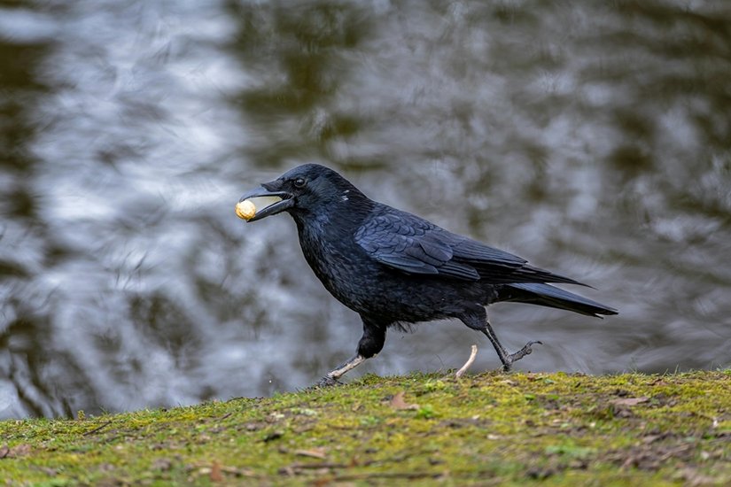 John Marzluff crow study