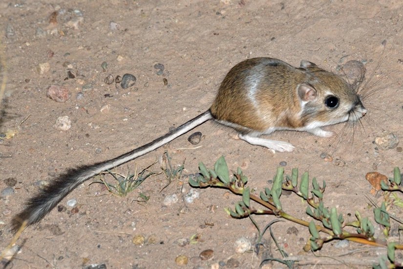 Kangaroo Rats