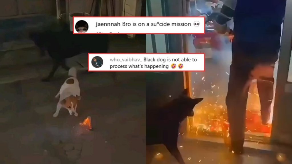 kutta Pathakha| Dog Viral video| Dog Diwali Video