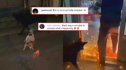 मुंह में जलता पटाखा दबाकर भाग निकला कुत्ता, पीछे-पीछे भागे लोग, Viral Video देख बोले यूजर्स – खतरों के खिलाड़ी