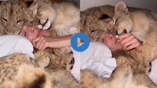 woman sleeps with Lion| Viral video| Lion Video