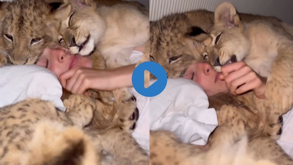 woman sleeps with Lion| Viral video| Lion Video