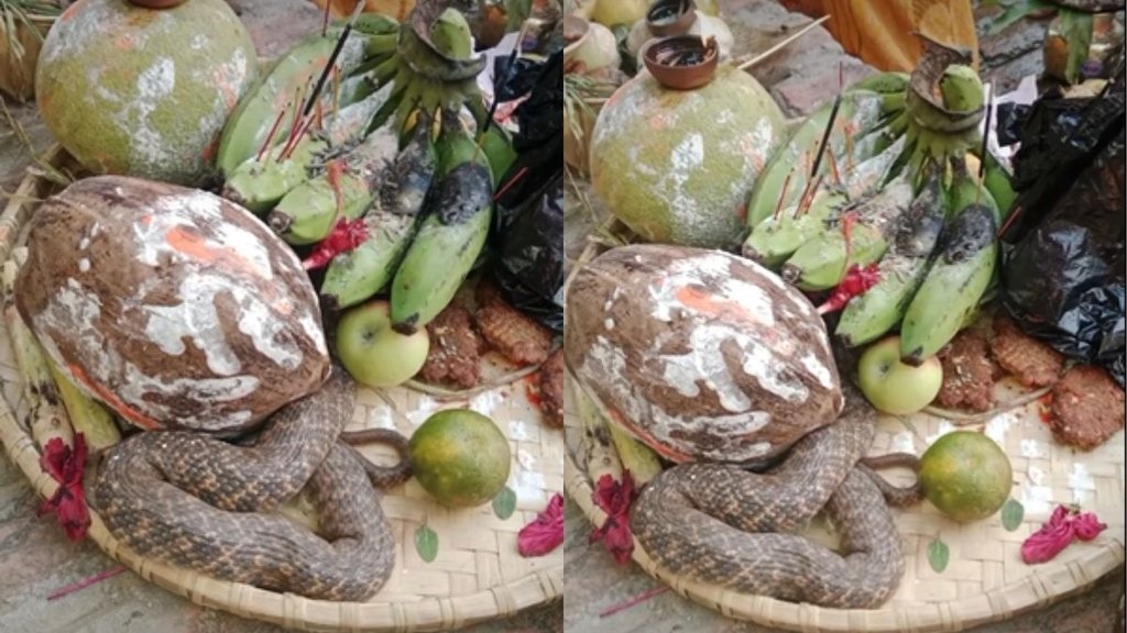 Snake Video Viral| Chhath Puja video Viral| Chhath video viral