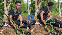 एक दो नहीं सात सांपों से खेल रहा था शख्स, तभी एक ने कान में डसा, देखते ही देखते…, धड़कनें बढ़ा देगा Viral Video