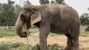 Kodo millet elephant deaths Bandhavgarh, Bandhavgarh Tiger Reserve elephant deaths 2024,