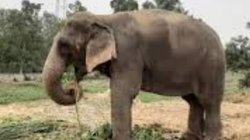 Kodo Millet: कोदो बाजरा खाने से कैसे हो गई हाथियों की मौत, यह अनाज जहरीला क्यों हो जाता है?
