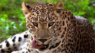 Leopard Life Imprisonment | Surat | Leopard rehabilitation centre