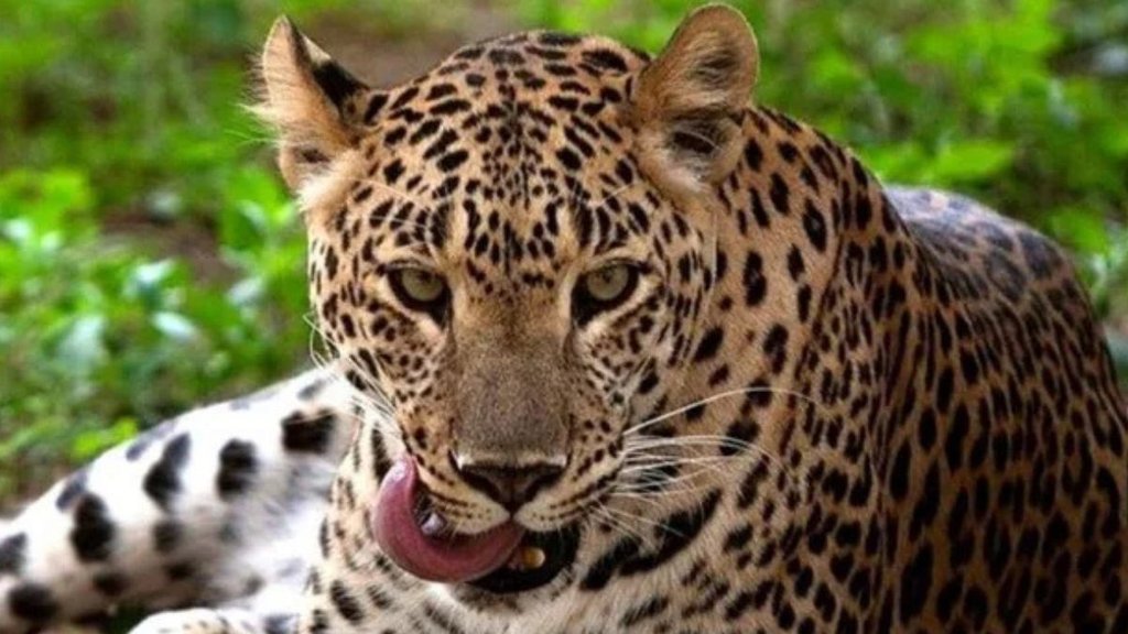 Leopard Life Imprisonment | Surat | Leopard rehabilitation centre