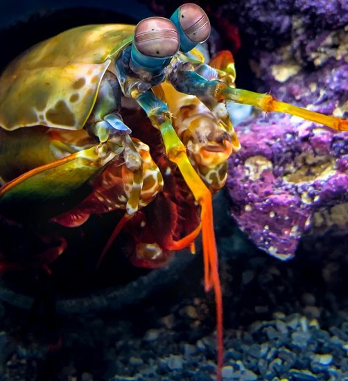 Mantis Shrimp