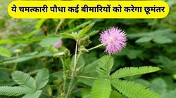 Mimosa Leaves Benefits: छुईमुई का पौधा इन 3 बीमारियों में है अमृत, बवासीर और सूजन भी होगी खत्म