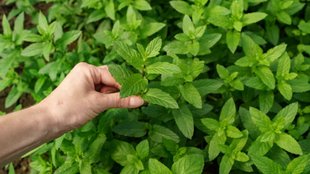 Mint Plants Caring Tips । How to Grow and Care of Mint Plants। Mint Plants