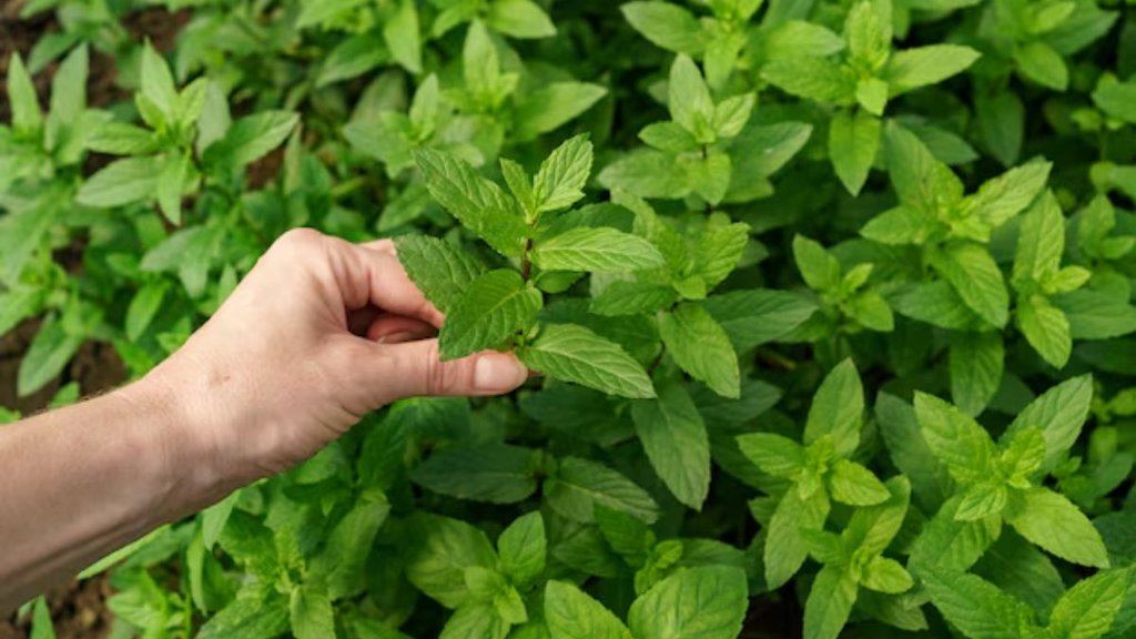 Mint Plants Caring Tips । How to Grow and Care of Mint Plants। Mint Plants