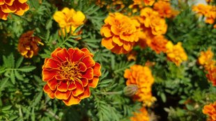 What is the best fertilizer for marigolds
