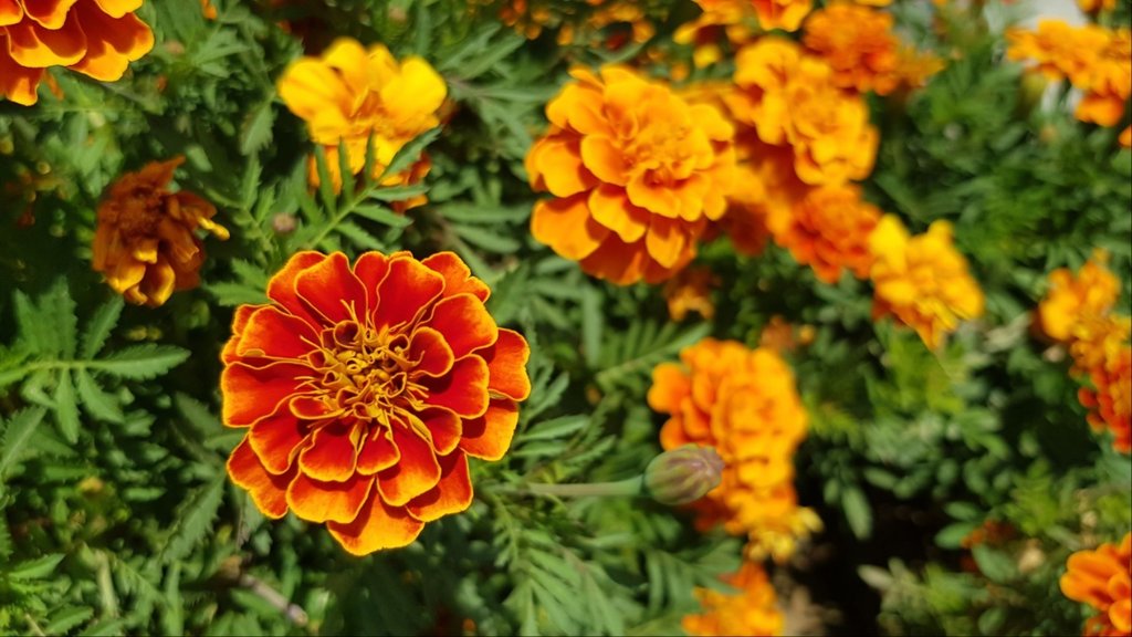 What is the best fertilizer for marigolds